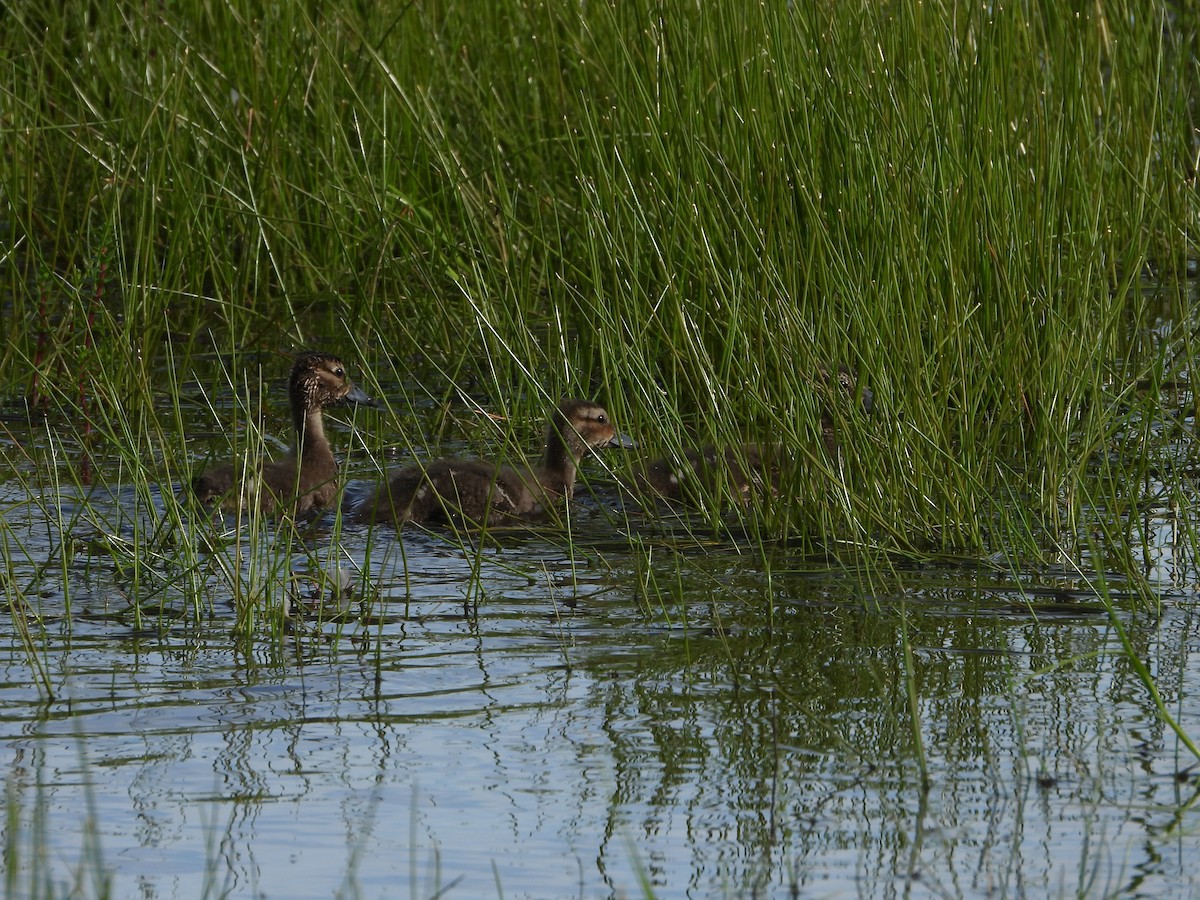 Northern Pintail - ML638589629