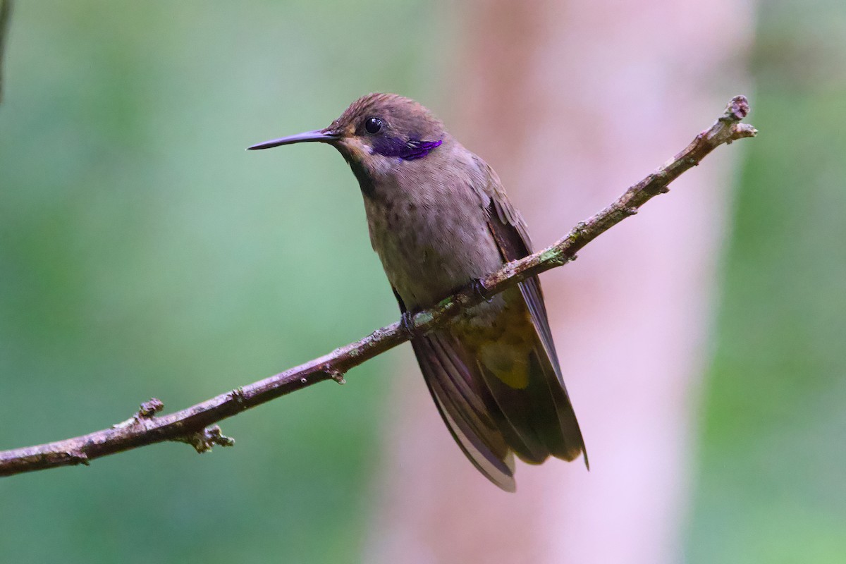 Brown Violetear - ML638589640