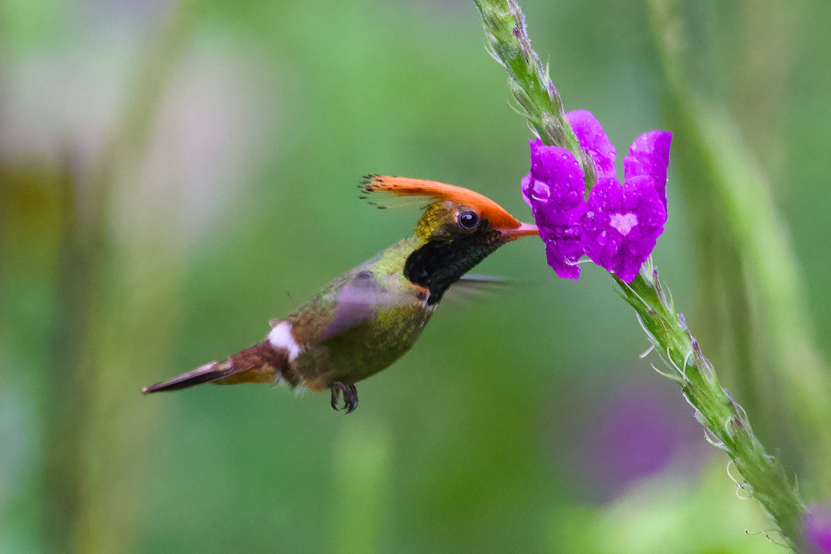 Rufous-crested Coquette - ML638589676