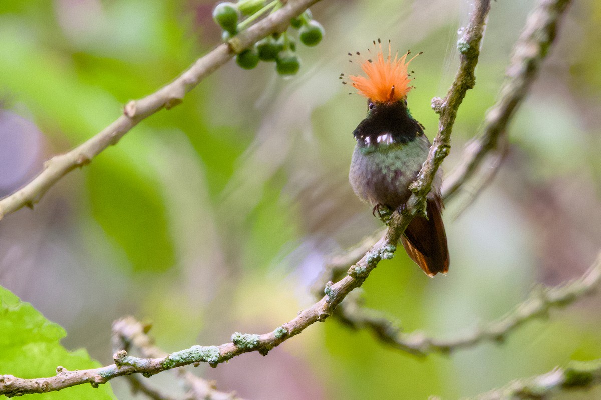 Rufous-crested Coquette - ML638589677