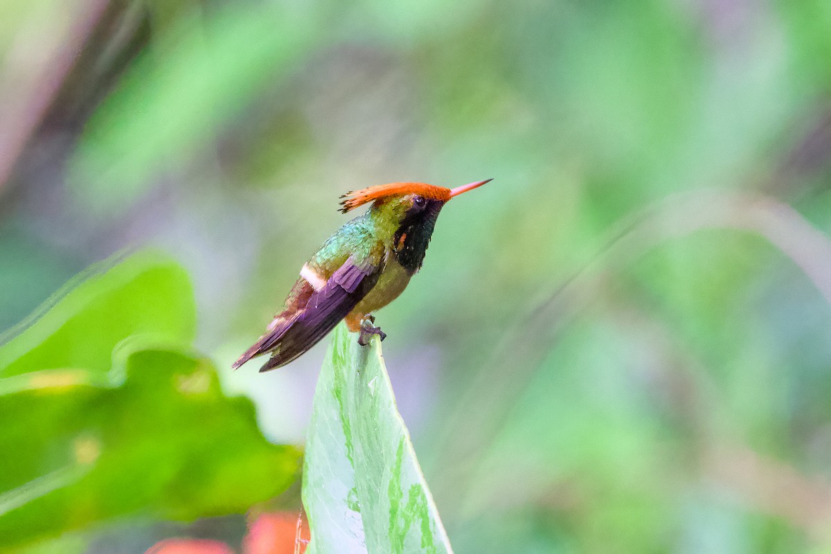Rufous-crested Coquette - ML638589678
