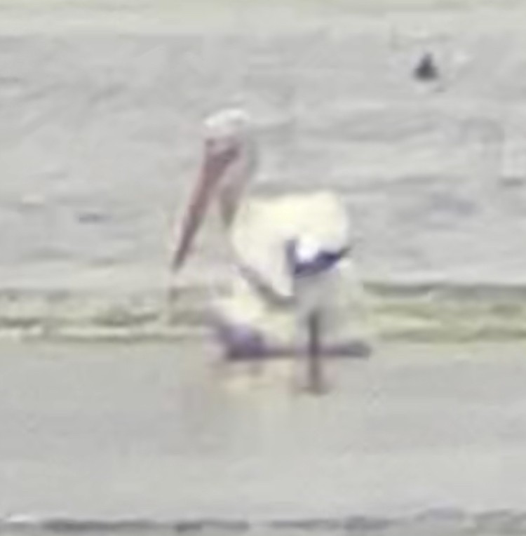 American White Pelican - ML638589682
