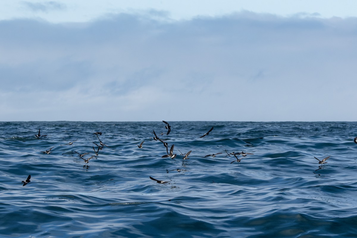 Elliot's Storm-Petrel - ML638589695