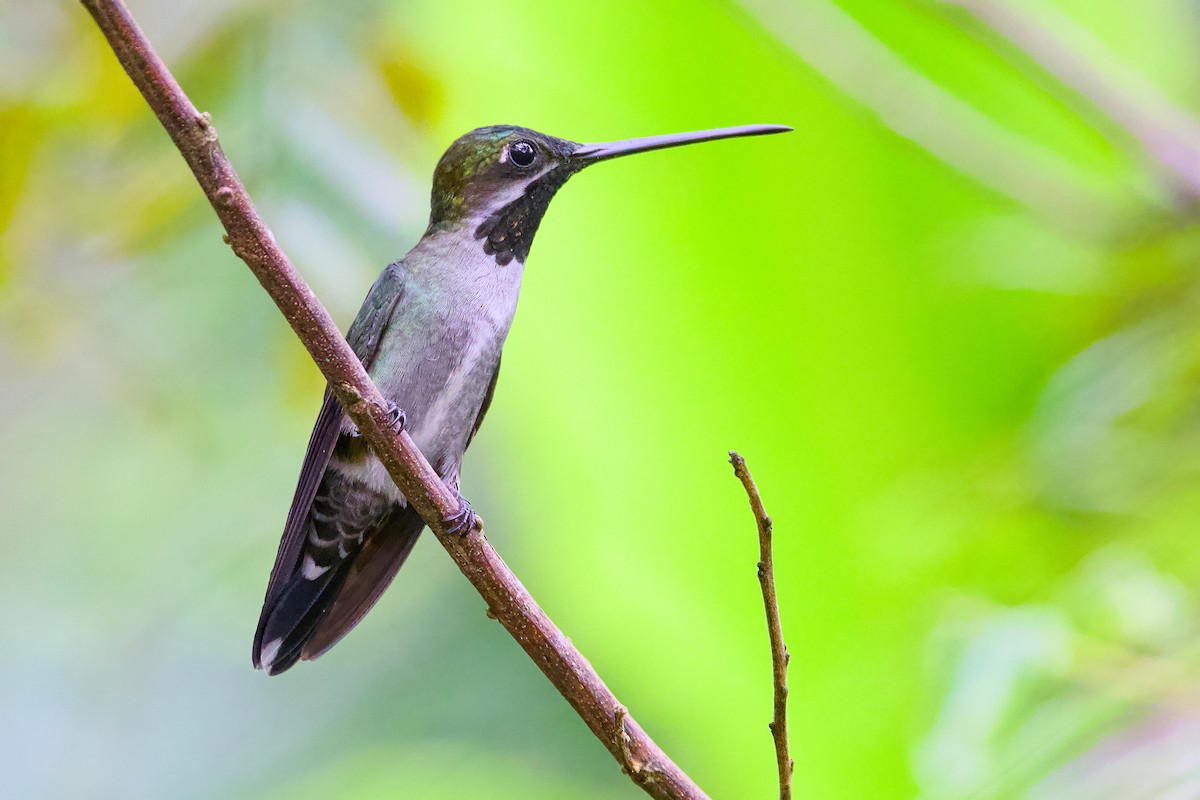 Long-billed Starthroat - ML638589697