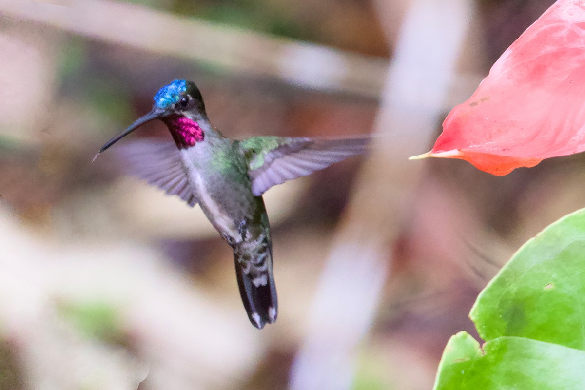 Long-billed Starthroat - ML638589709