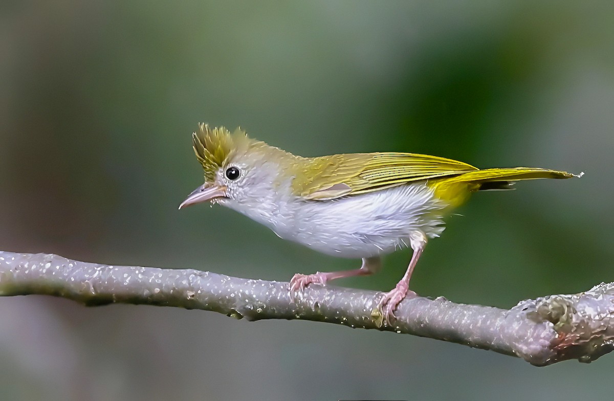 White-bellied Erpornis - ML638589727