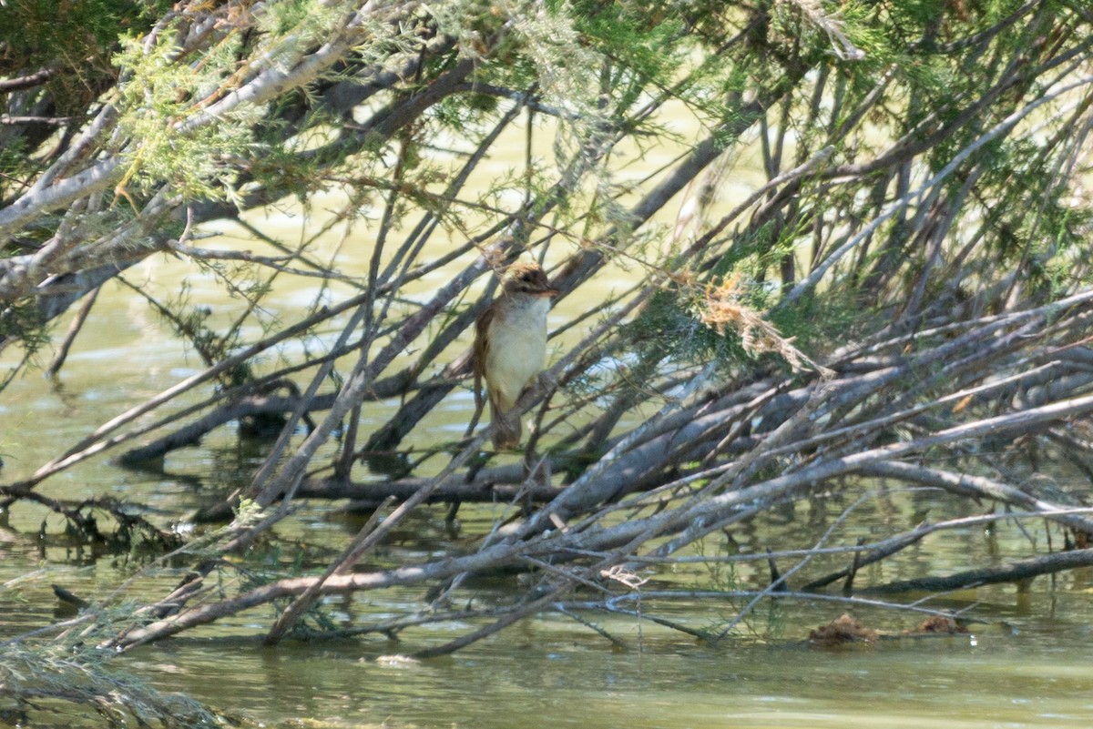 Great Reed Warbler - ML638589736