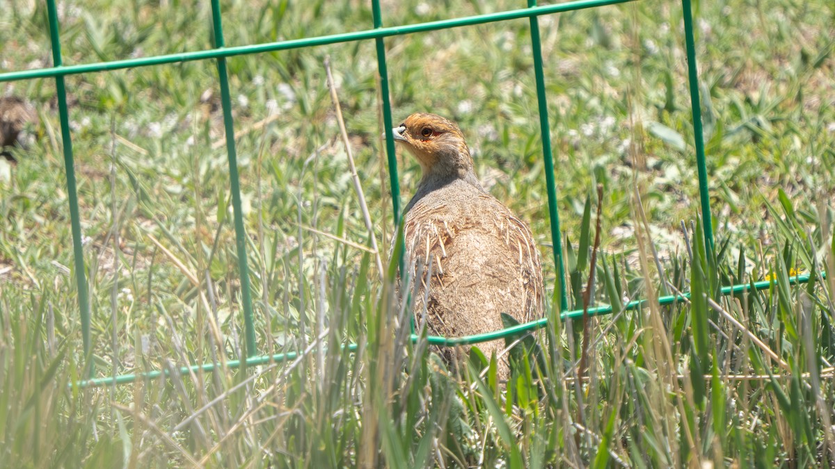 Daurian Partridge - ML638589738