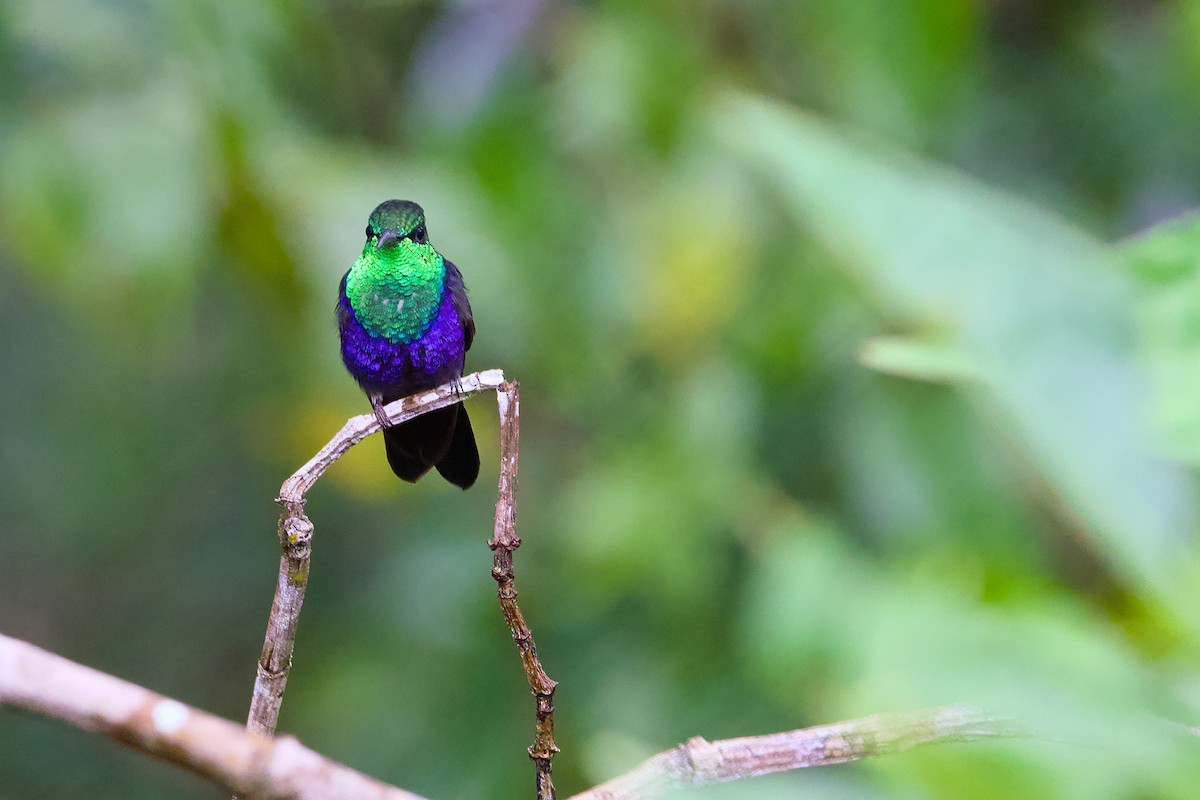 Fork-tailed Woodnymph - ML638589750