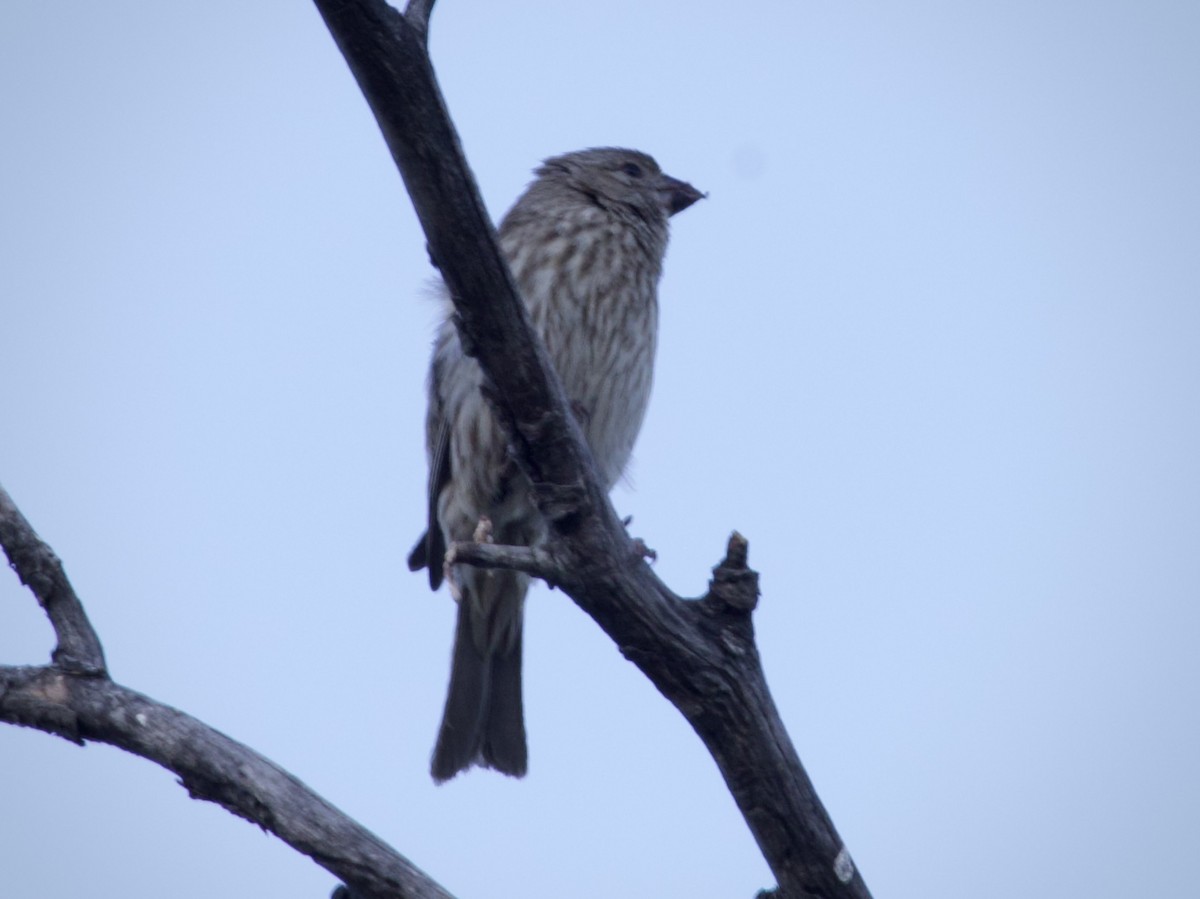 House Finch - ML638589762
