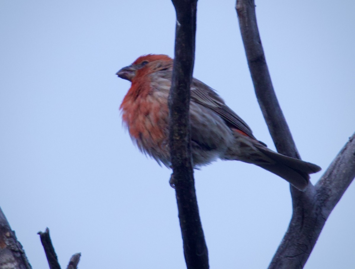 House Finch - ML638589763