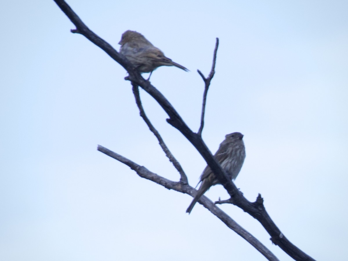 House Finch - ML638589764