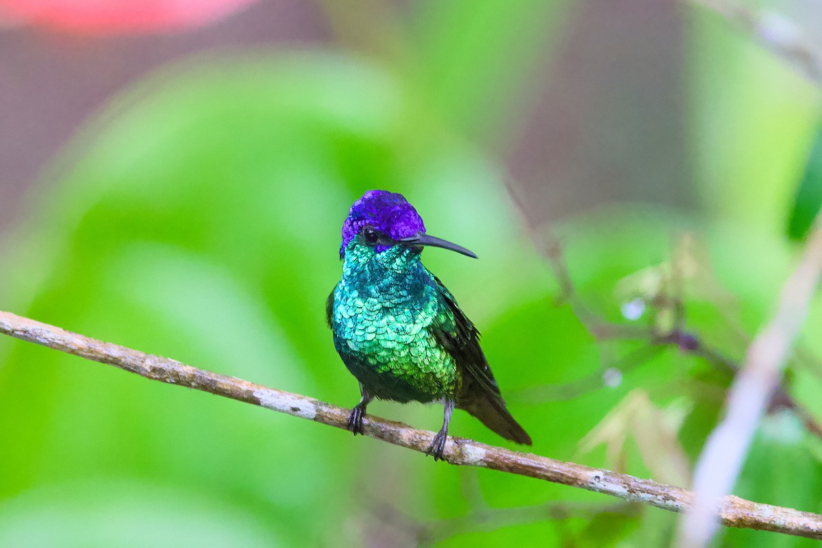 Golden-tailed Sapphire - ML638589797