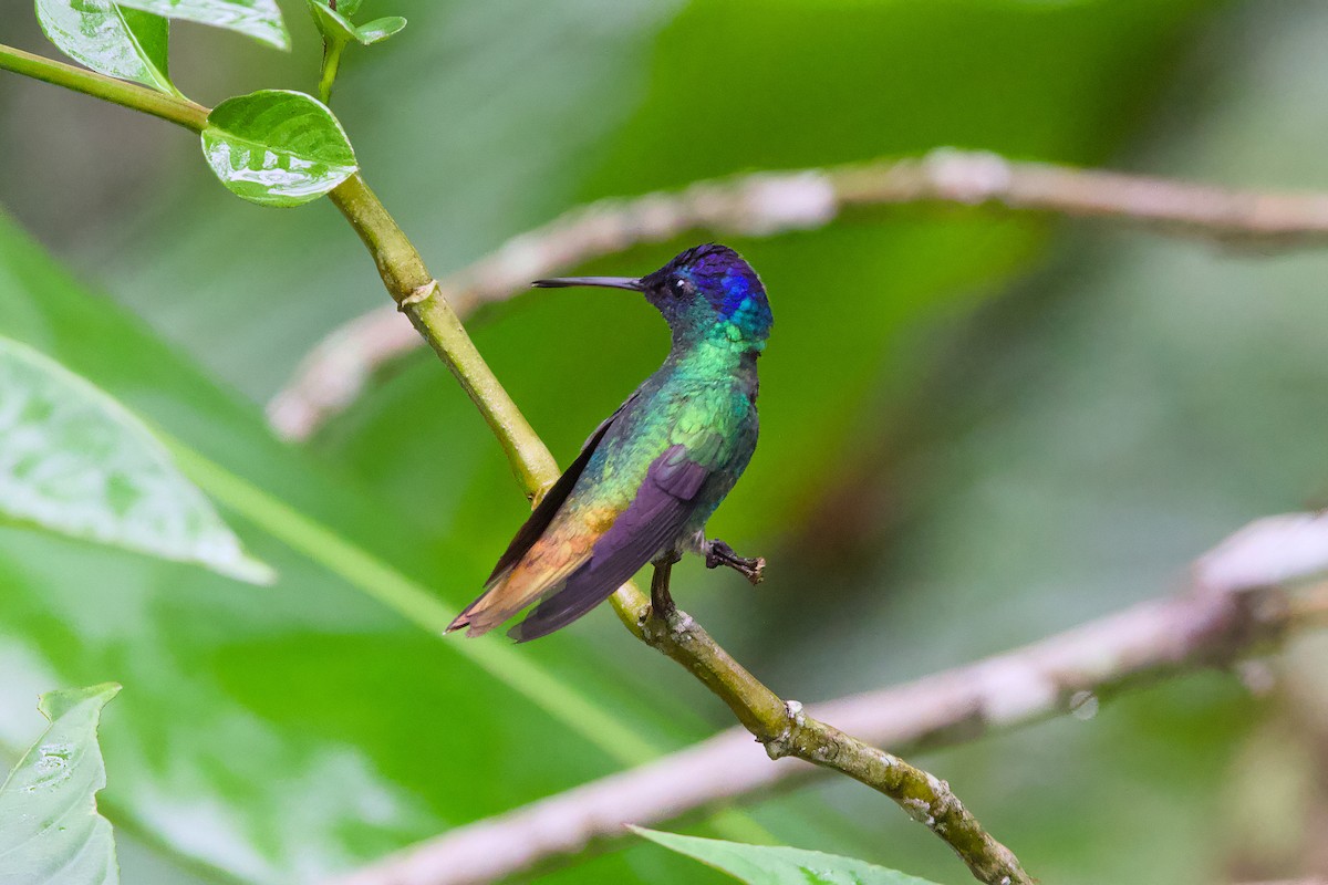 Golden-tailed Sapphire - ML638589805