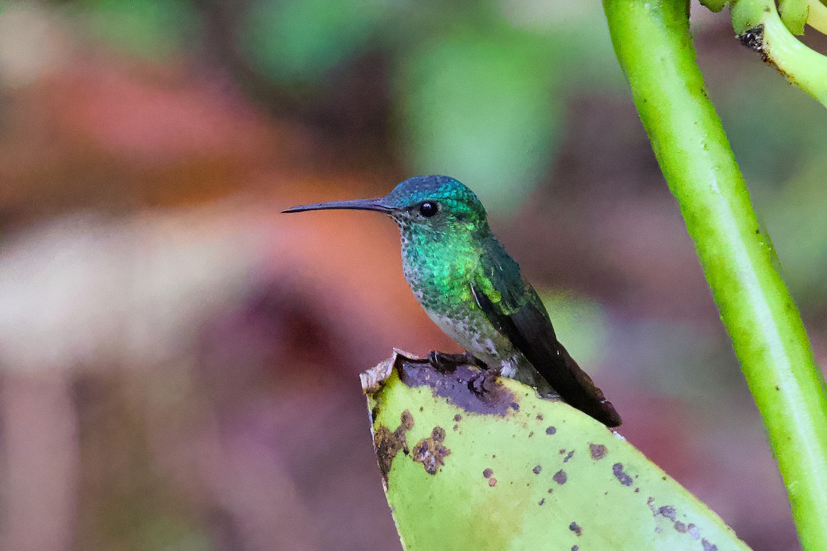 Golden-tailed Sapphire - ML638589813