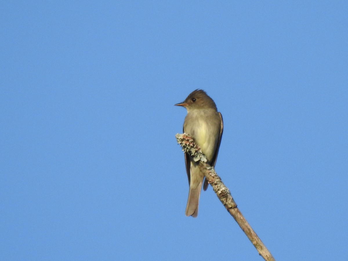 Eastern Wood-Pewee - ML638589821