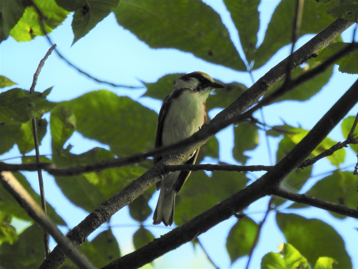 Chestnut-sided Warbler - ML638589839