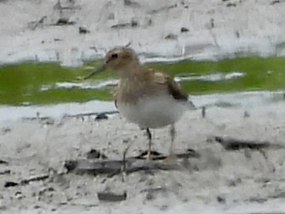 Pectoral Sandpiper - ML638589847