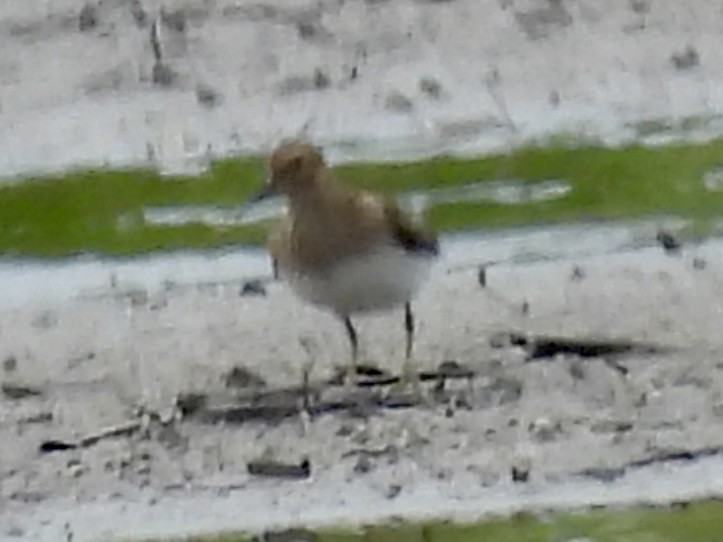 Pectoral Sandpiper - ML638589849