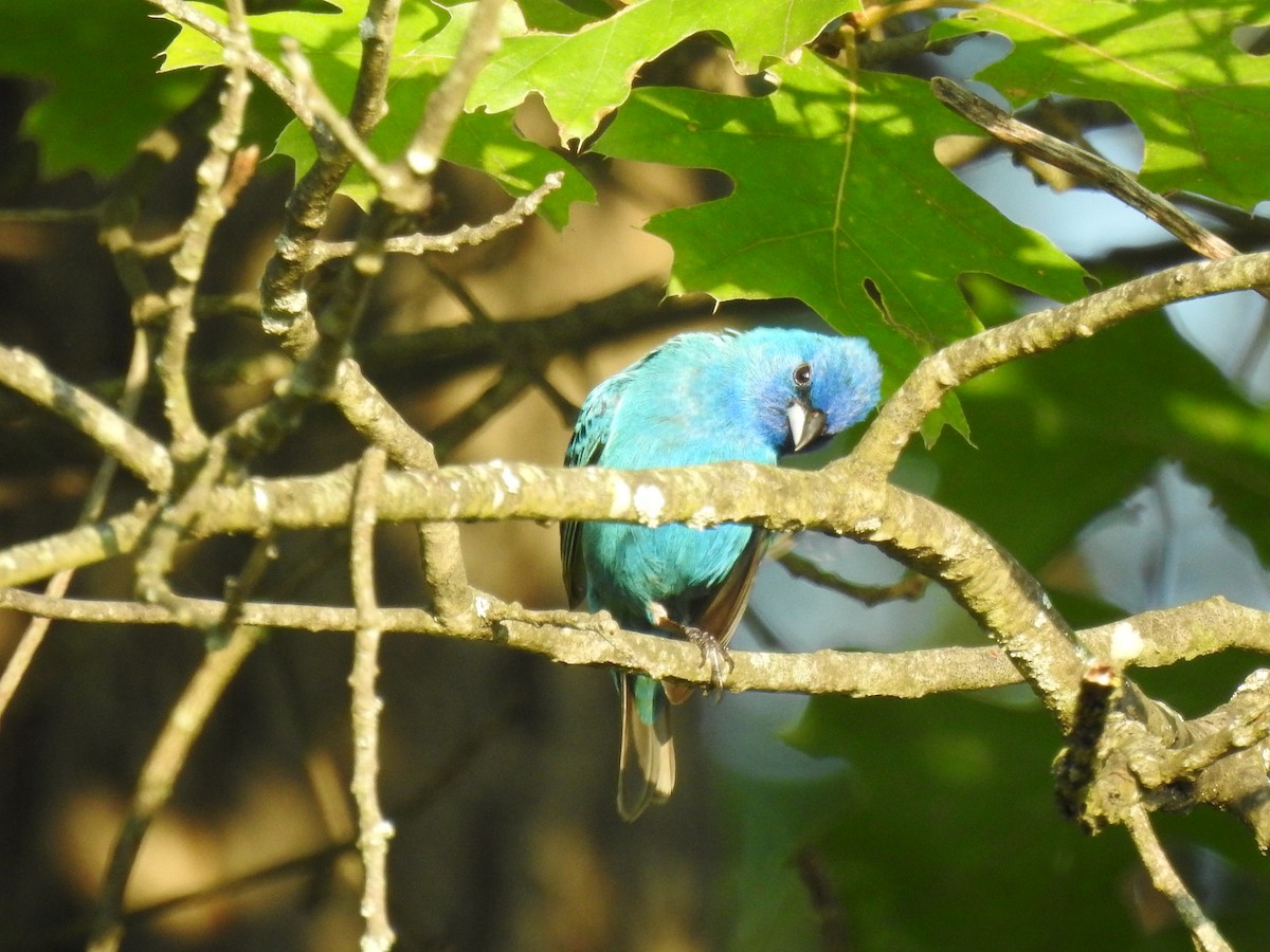 Indigo Bunting - ML638589851
