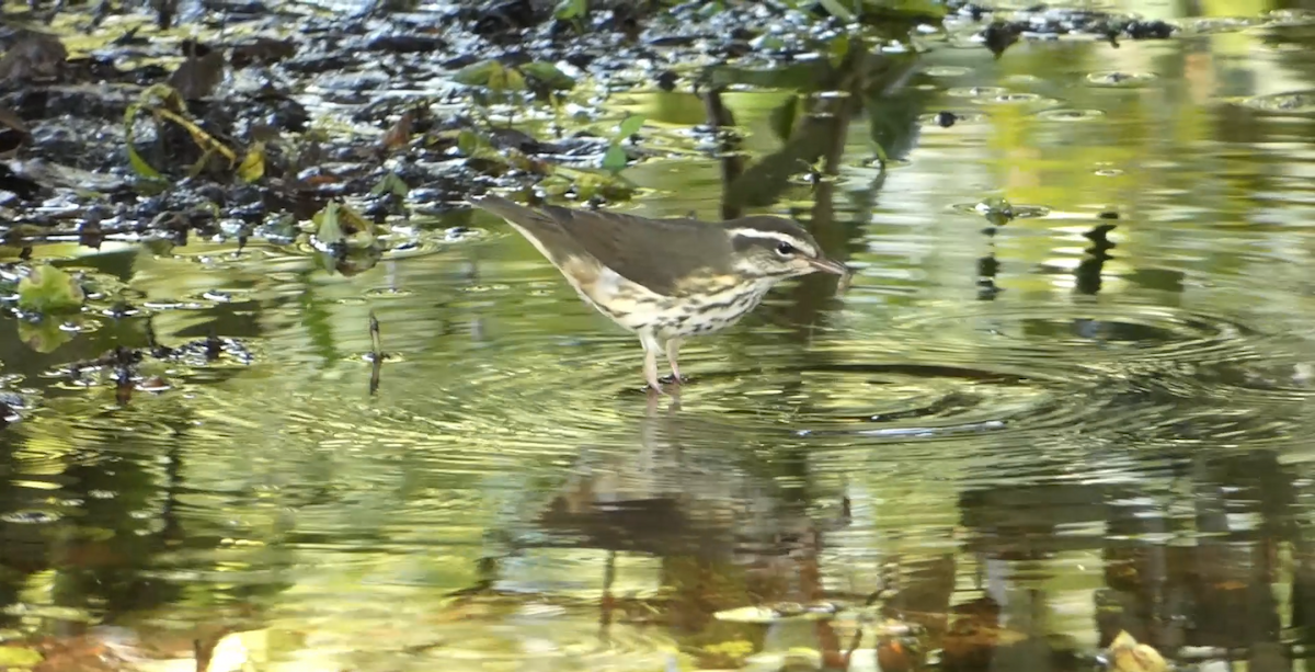 Louisiana Waterthrush - ML638589885