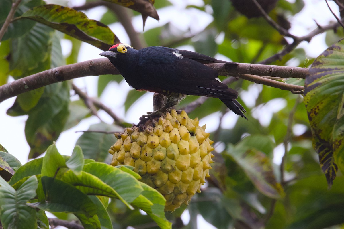 Yellow-tufted Woodpecker - ML638589889