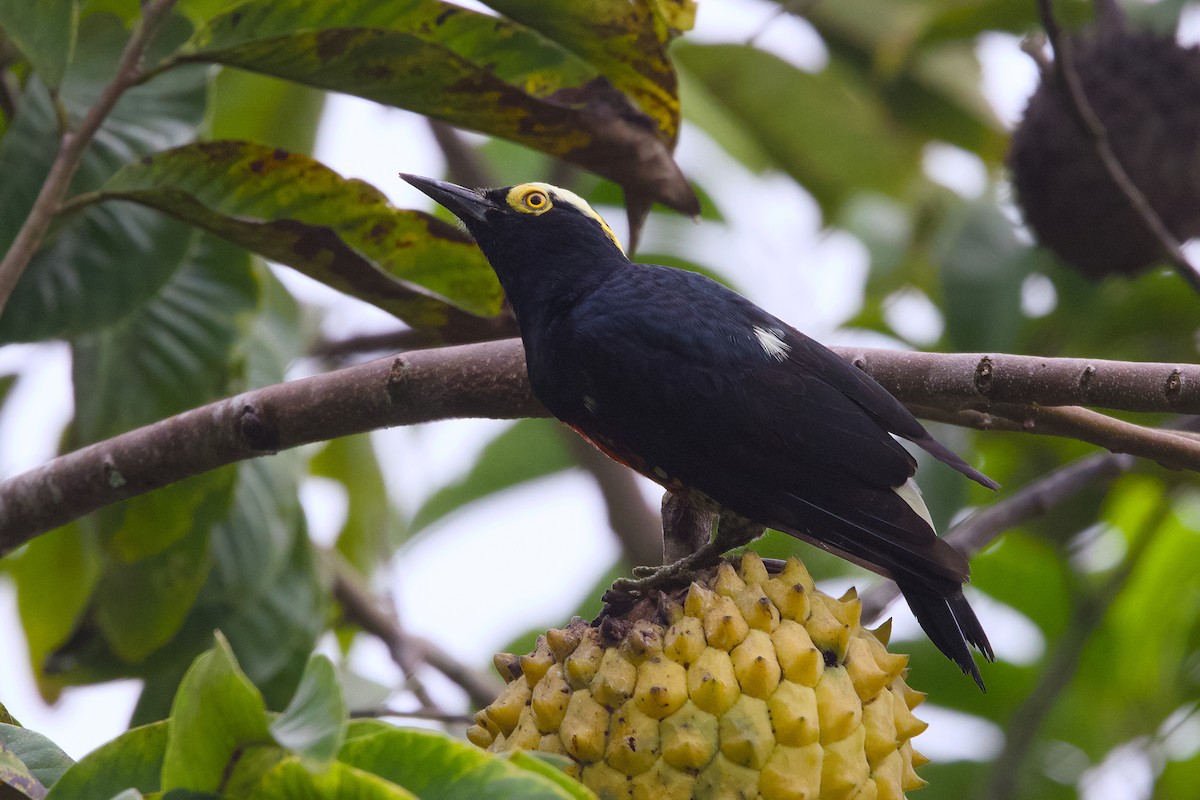 Yellow-tufted Woodpecker - ML638589893