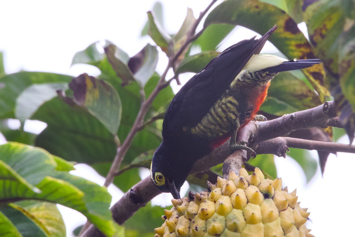 Yellow-tufted Woodpecker - ML638589894
