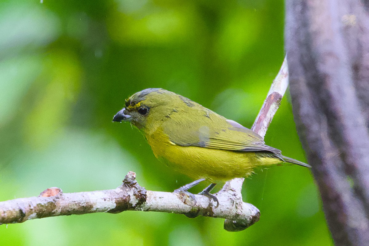 Thick-billed Euphonia - ML638589924