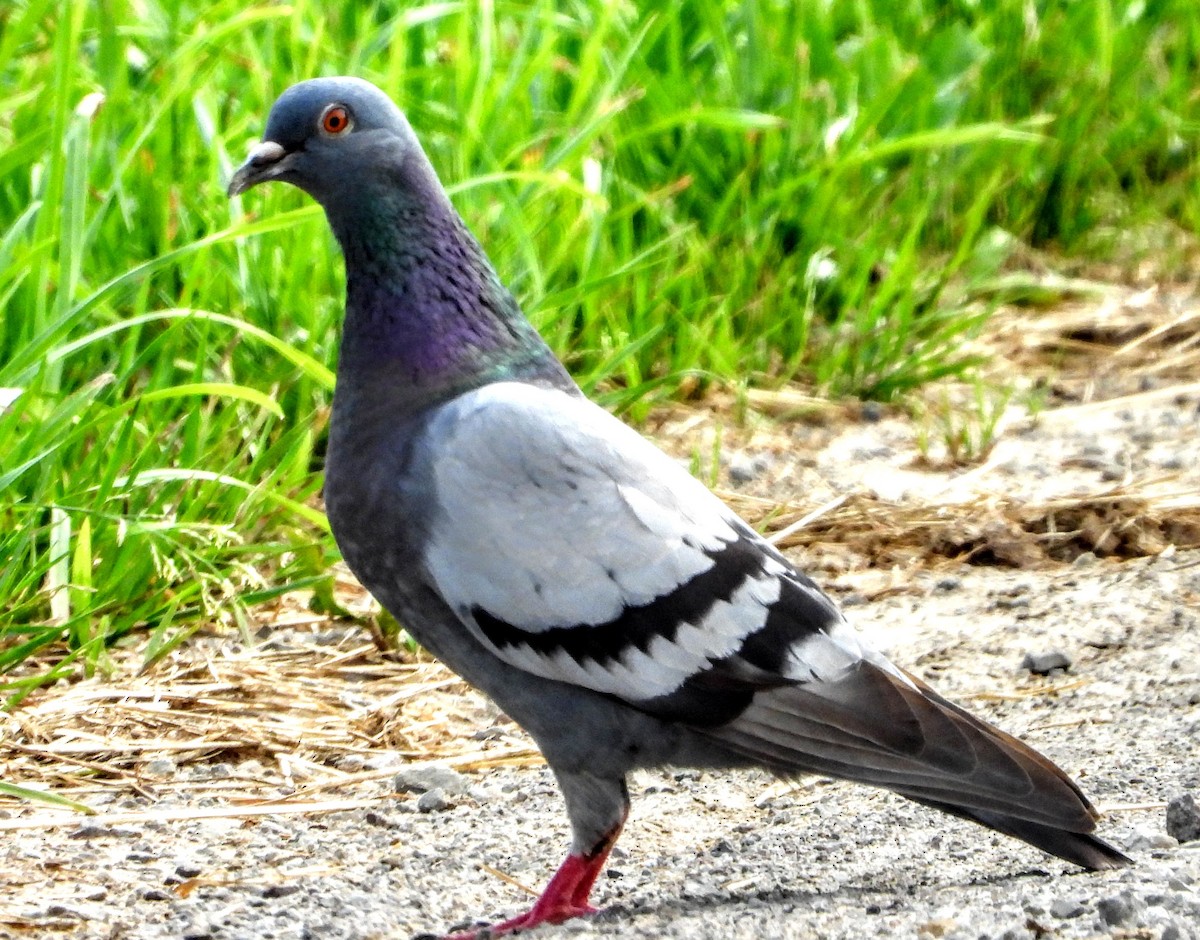 Pigeon biset (forme domestique) - ML638589930