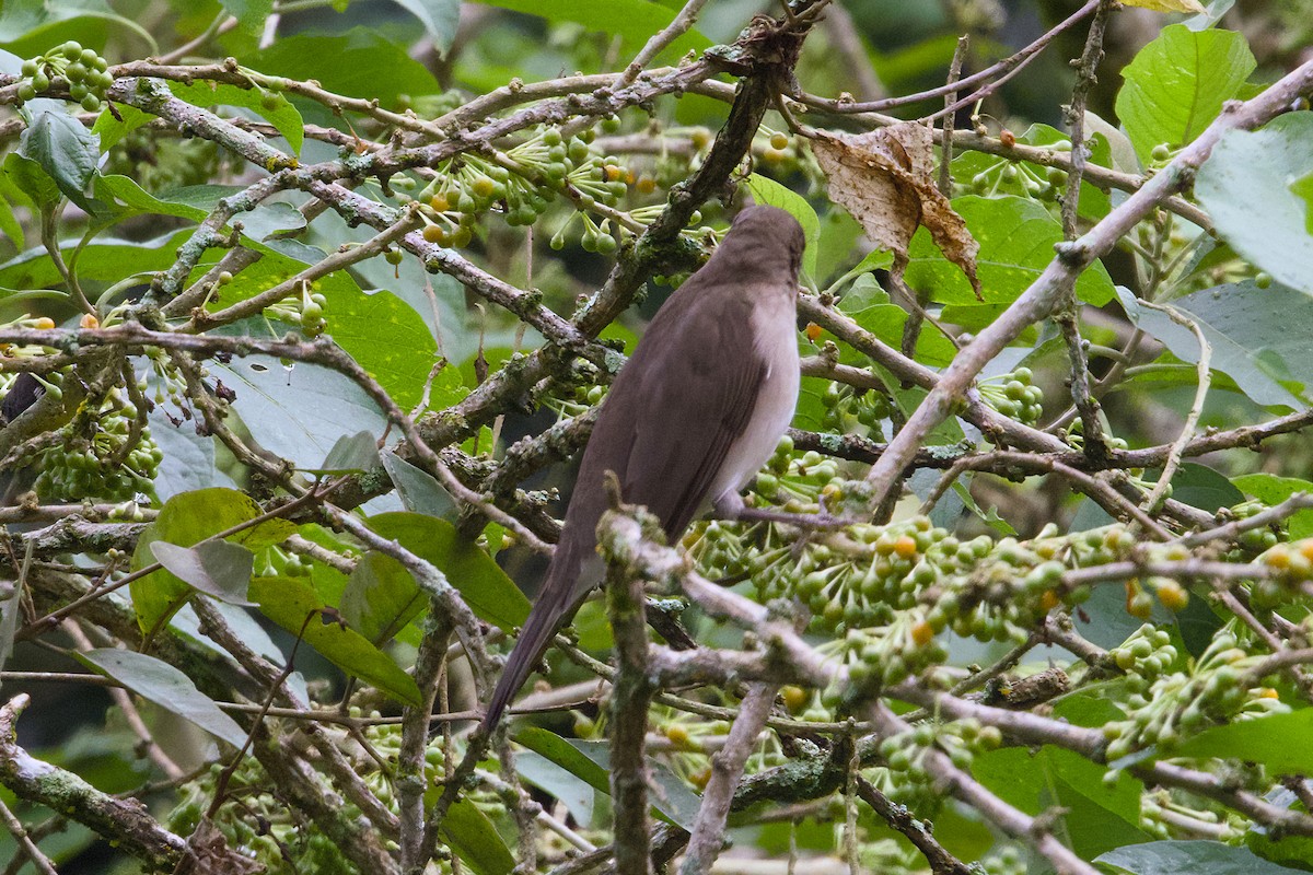 Black-billed Thrush - ML638589961
