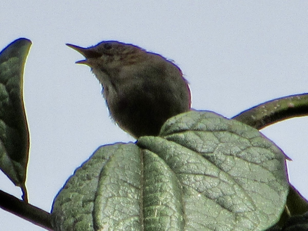 Mountain Wren - ML638590062