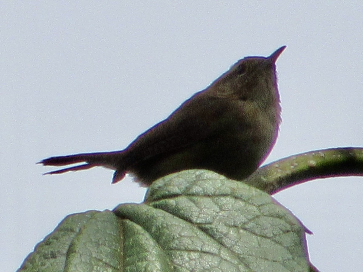 Mountain Wren - ML638590077