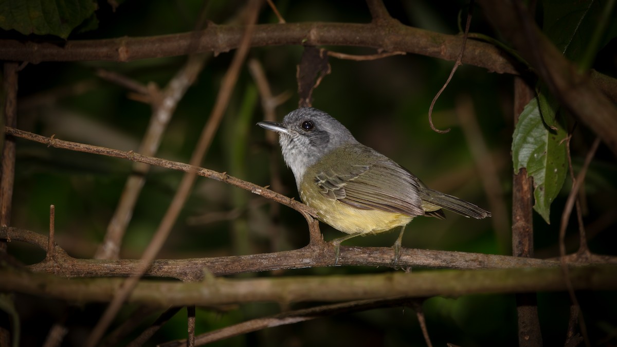 Plain Antvireo - ML638590089