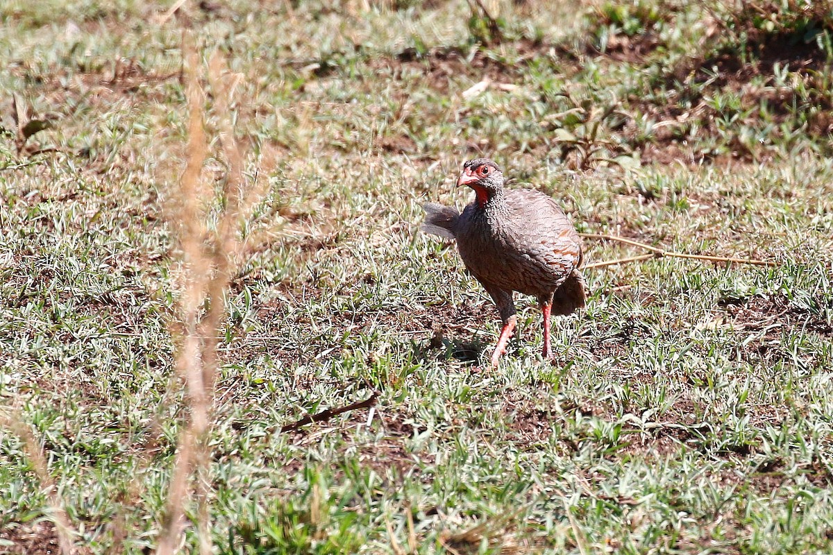 Francolin à gorge rouge - ML638590120