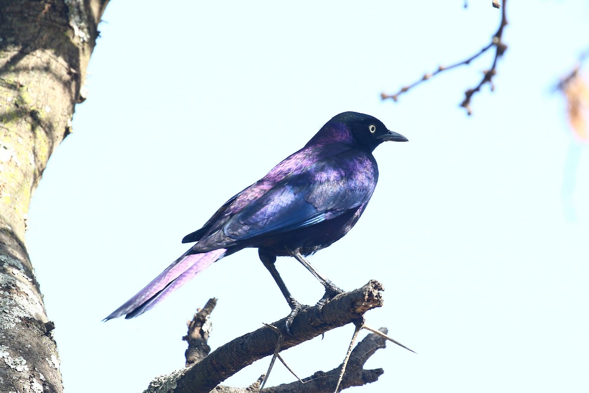 Rüppell's Starling - ML638590121