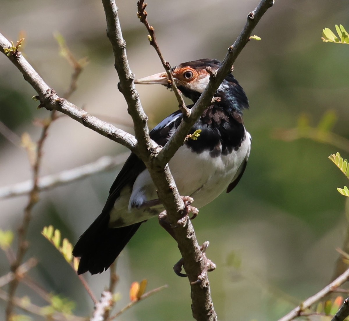 pied starling sp. - ML638590149