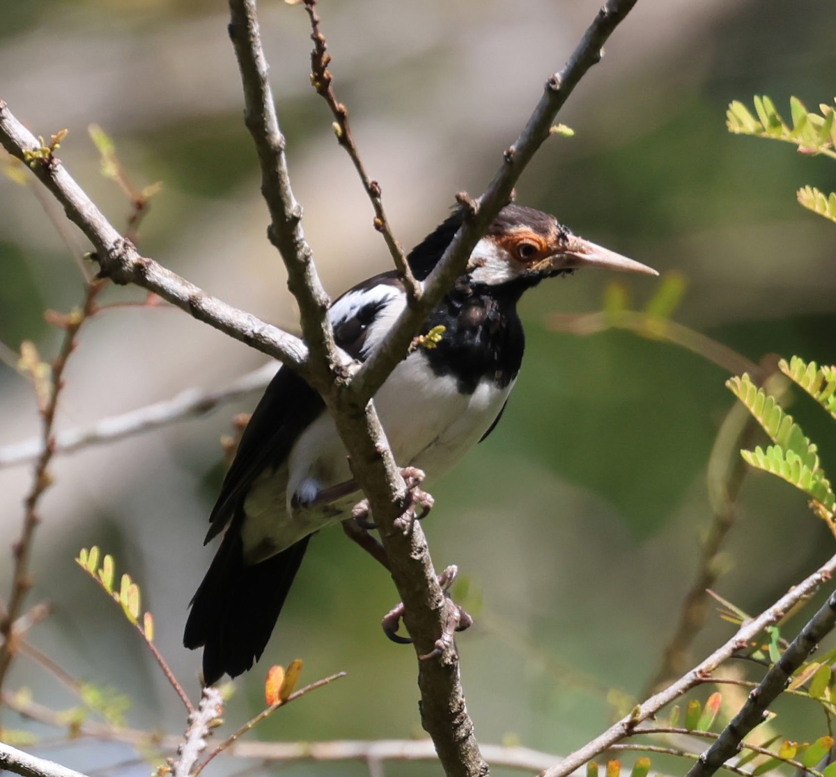 pied starling sp. - ML638590150