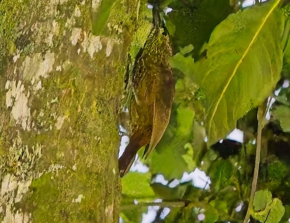 Strong-billed Woodcreeper - ML638590165