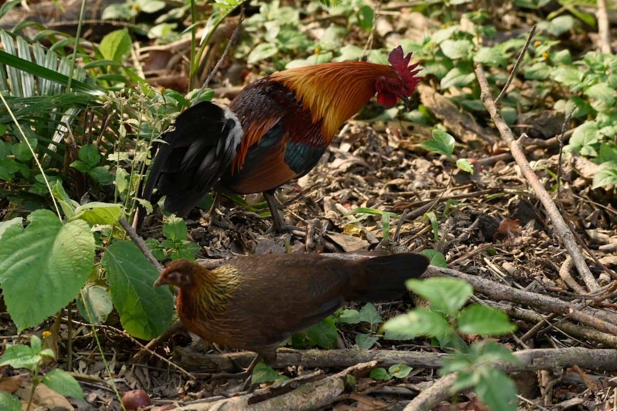 Coq bankiva - ML638590174