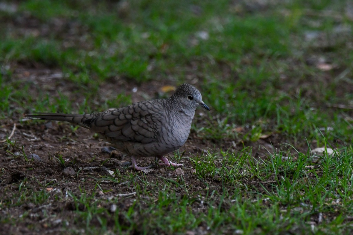 Inca Dove - ML638590184