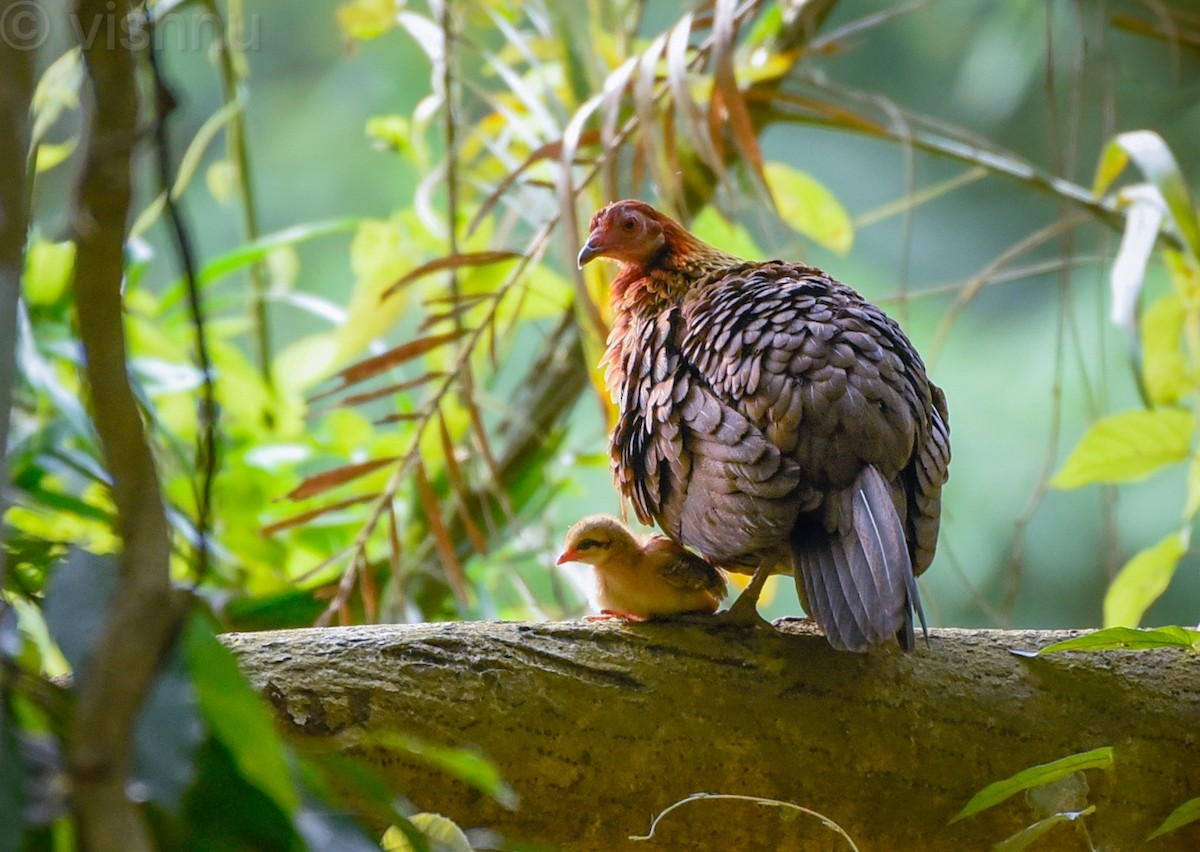 Coq bankiva - ML638590188