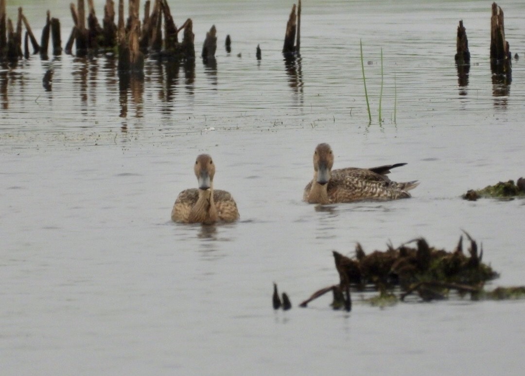 Northern Pintail - ML638590231