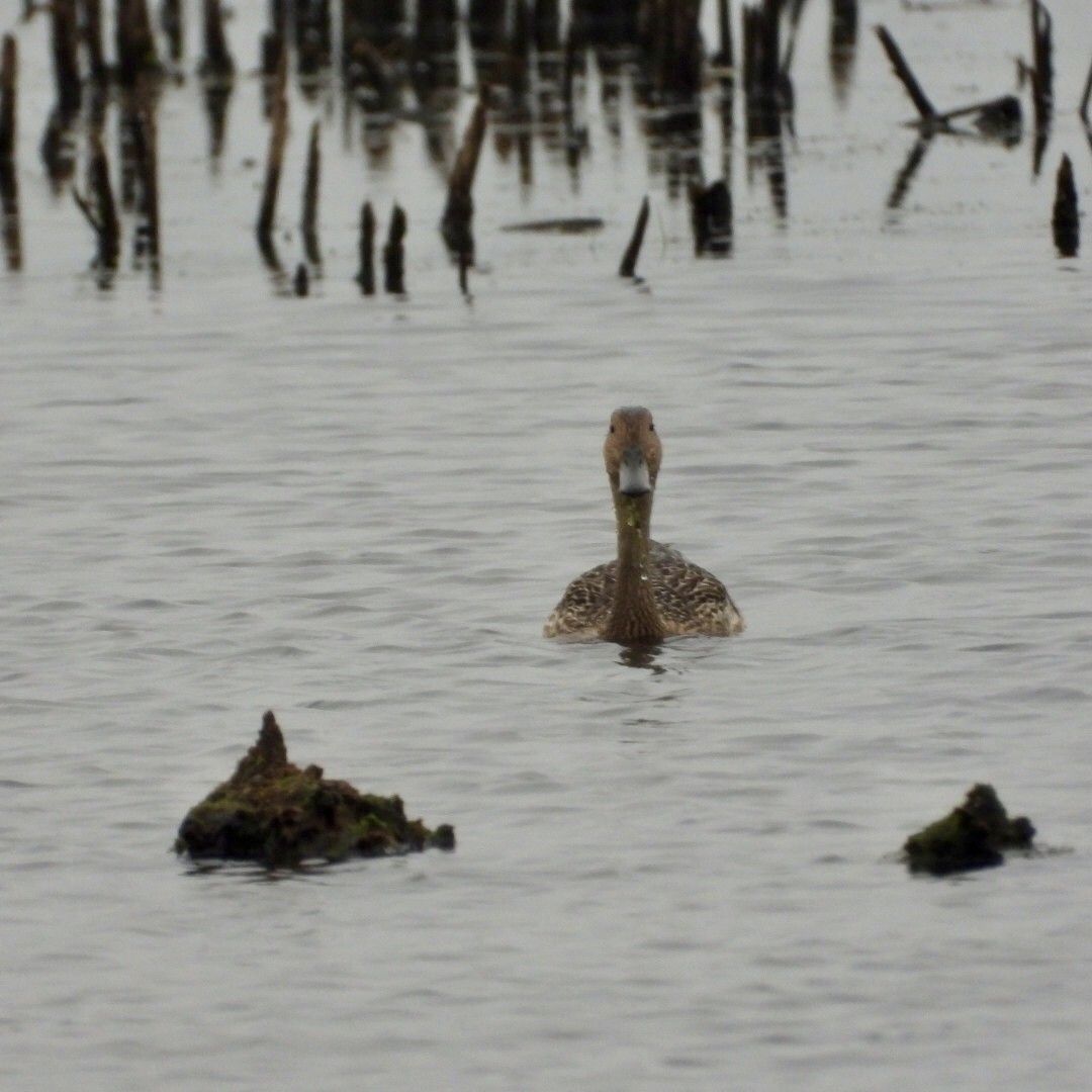 Northern Pintail - ML638590232