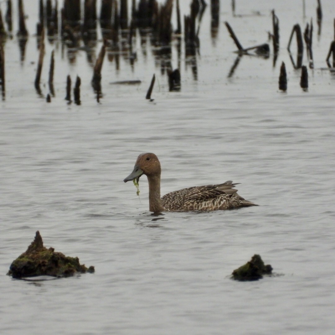 Northern Pintail - ML638590233