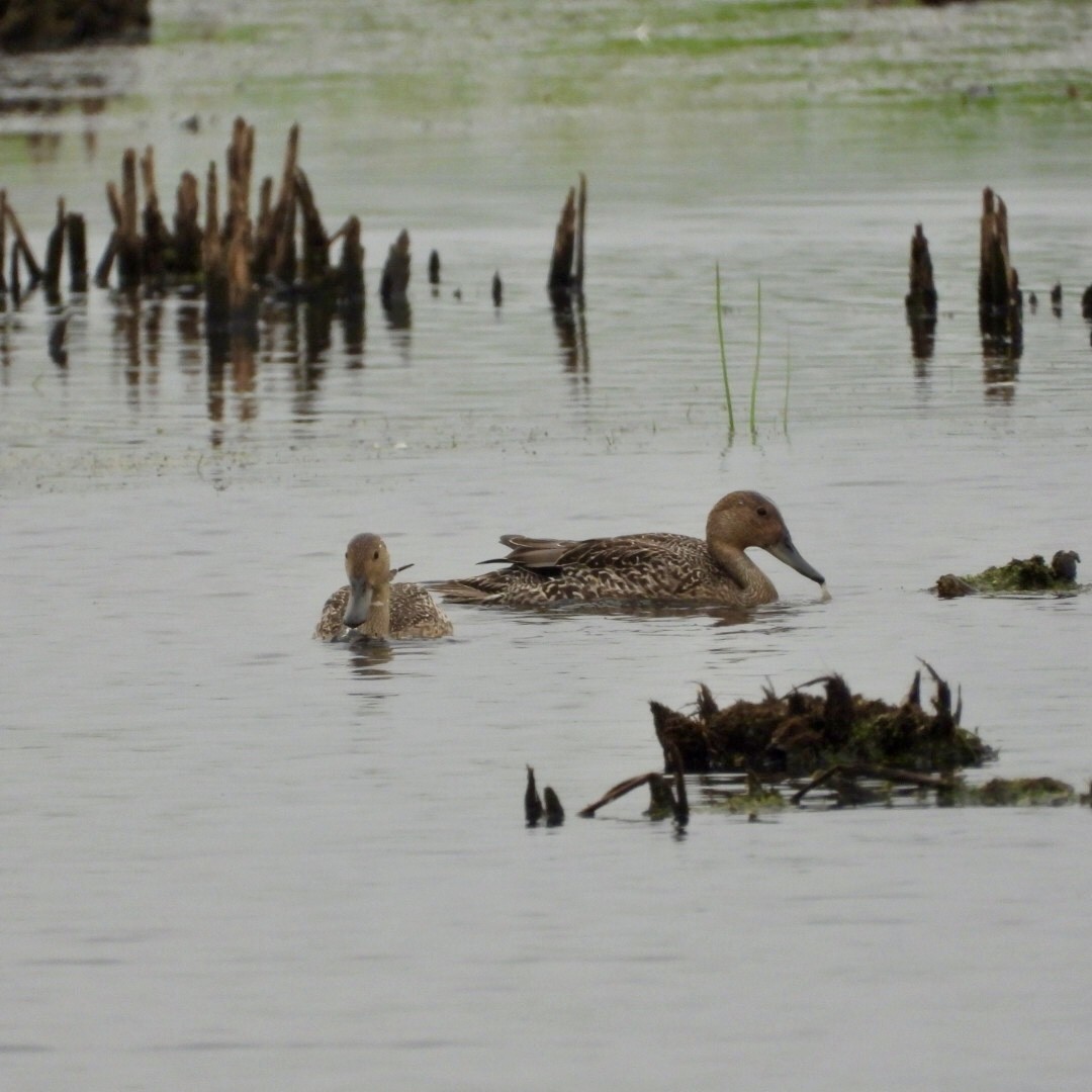 Northern Pintail - ML638590234