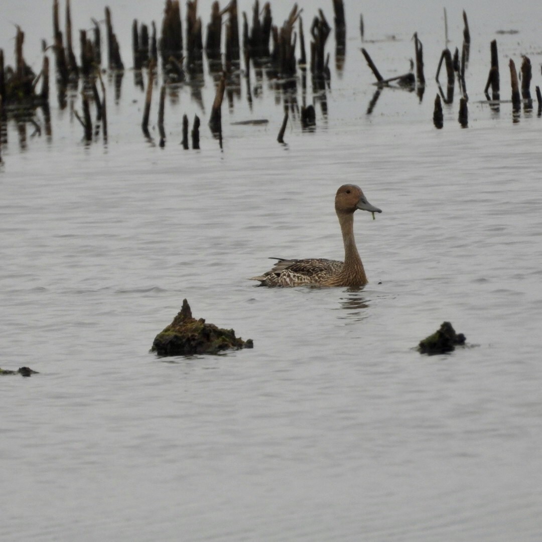 Northern Pintail - ML638590235