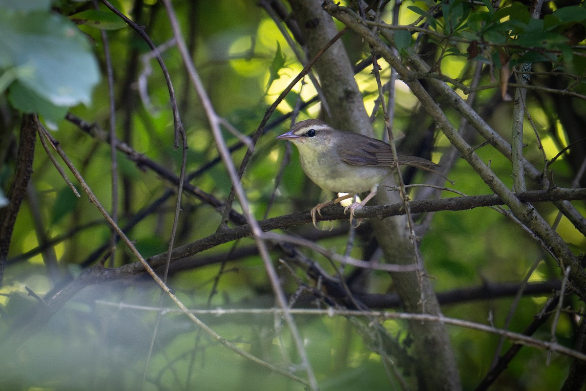 Swainson's Warbler - ML638590273