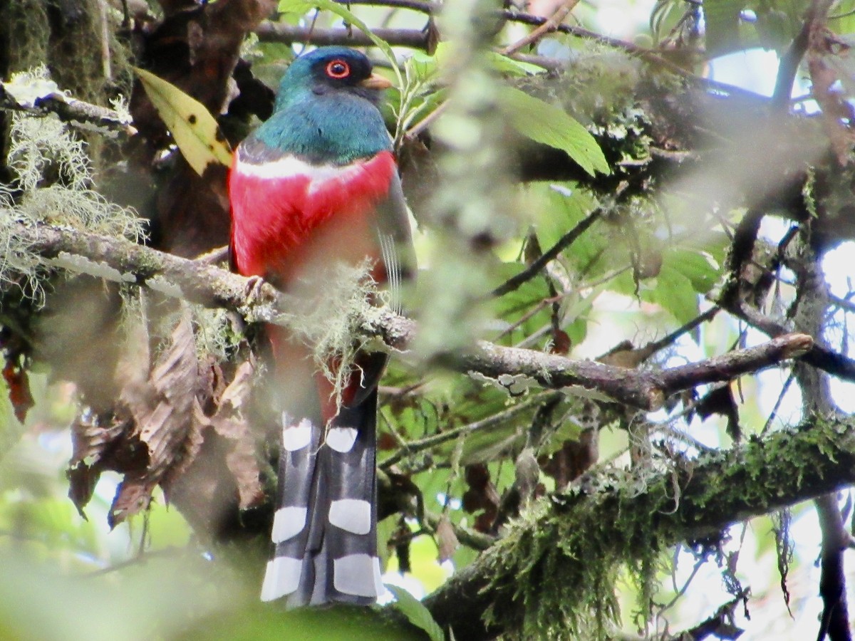 Masked Trogon - ML638590290