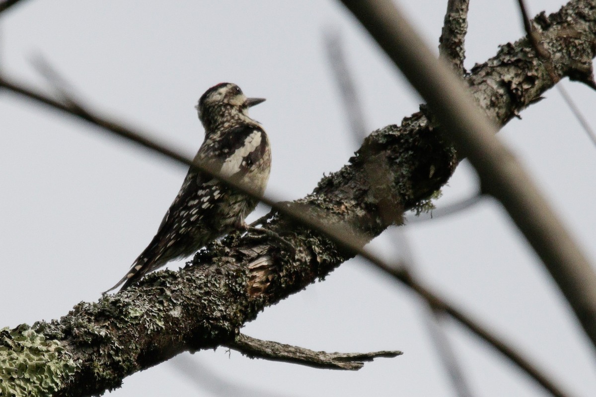 Yellow-bellied Sapsucker - ML638590355